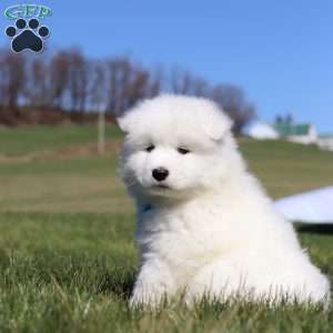Simon, Samoyed Puppy